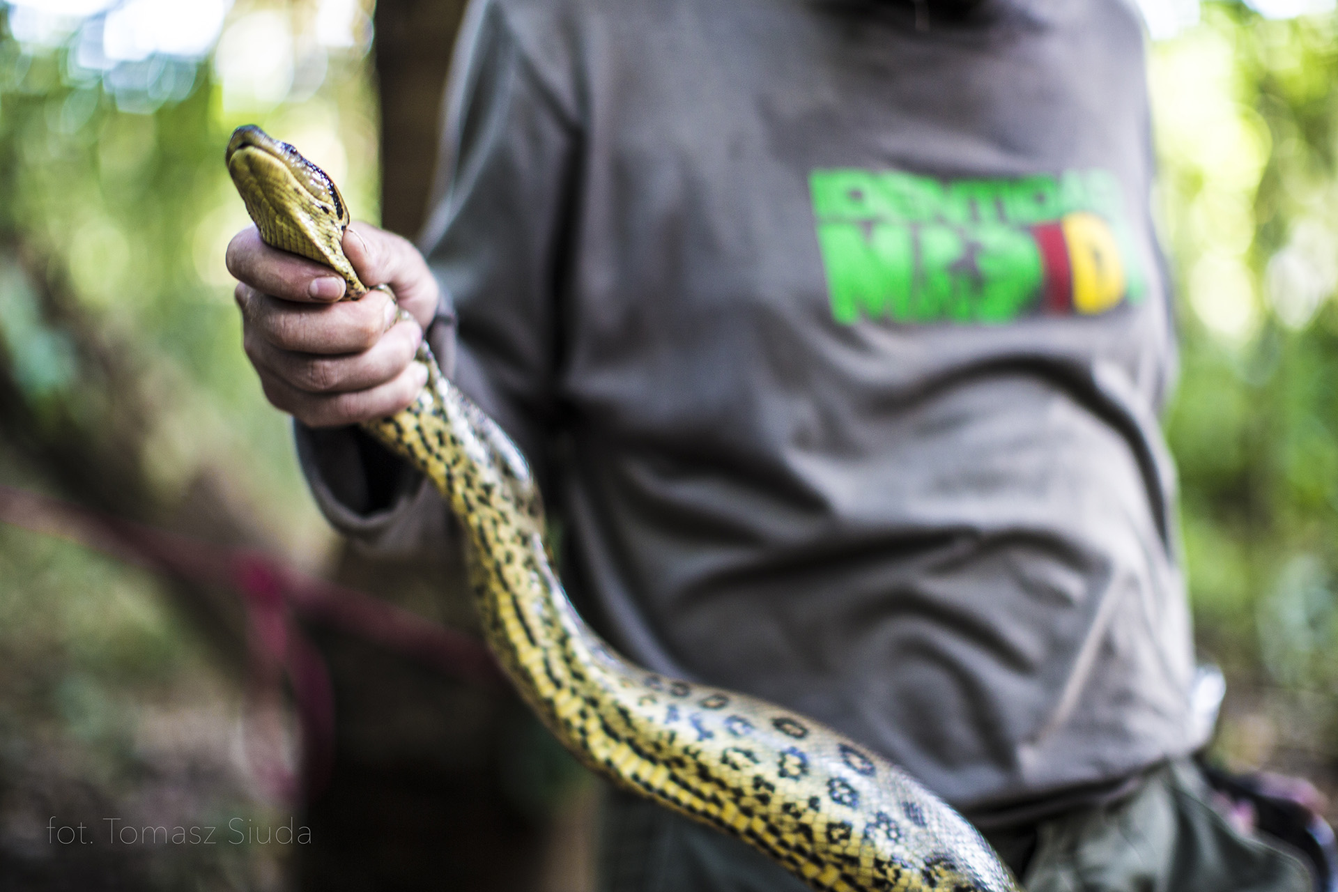 wąż trzymany przez człowieka w Amazonii